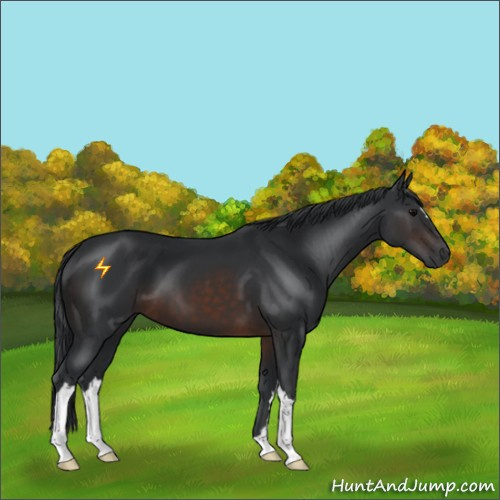 Horse Color:Brown 