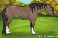 Horse Color:Liver Red Dun Tobiano 
