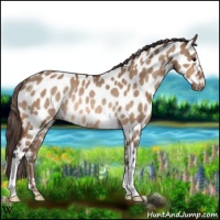Horse Color:Bay Dun Appaloosa Rabicano 