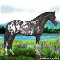 Horse Color:Smoky Black Blanket Rabicano 