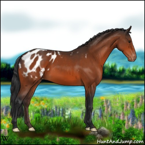Horse Color:Brown Appaloosa