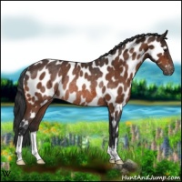 Horse Color:Brown Appaloosa Rabicano 