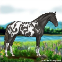 Horse Color:Smoky Black Appaloosa 