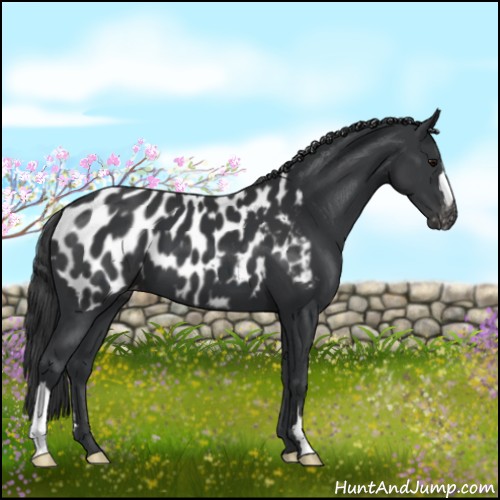 Horse Color:Black Appaloosa
