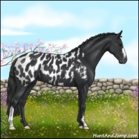 Horse Color:Black Appaloosa 