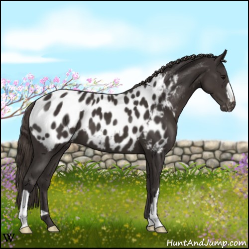 Horse Color:Smoky Black Near Leopard 