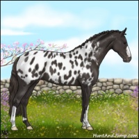 Horse Color:Smoky Black Near Leopard