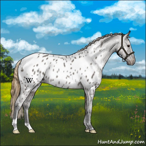 Horse Color:Smoky Grullo Near Leopard Rabicano 