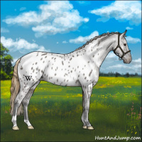 Horse Color:Smoky Grullo Near Leopard Rabicano 
