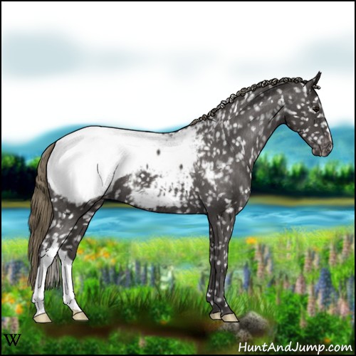 Horse Color:Smoky Black Appaloosa