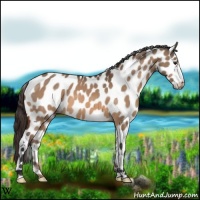 Horse Color:Brown Dun Appaloosa 