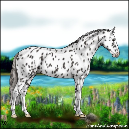 Horse Color:Smoky Black Appaloosa 