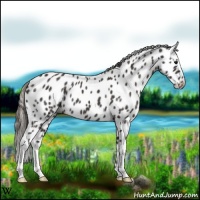 Horse Color:Smoky Black Appaloosa 
