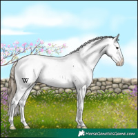 Horse Color:Smoky Black Appaloosa 