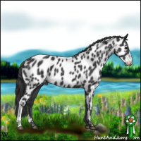 Horse Color:Blue Roan Appaloosa