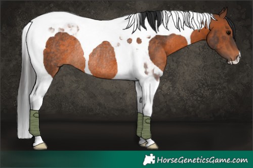Horse Color:Brown Tobiano Rabicano 