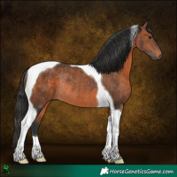 Horse Color:Brown Tobiano Rabicano 
