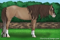 Horse Color:Classic Champagne Splash 