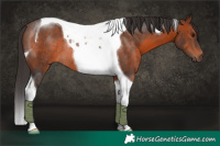 Horse Color:Brown Tobiano Rabicano 