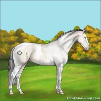 Horse Color:Sable Champagne Ice Dun Sabino Splash Tobiano Rabicano