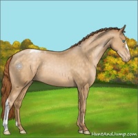 Horse Color:Buckskin Pearl Appaloosa 