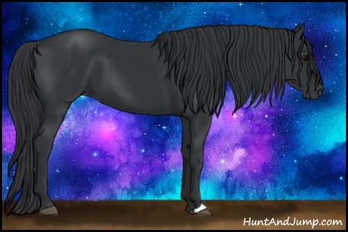 Horse Color:Black 