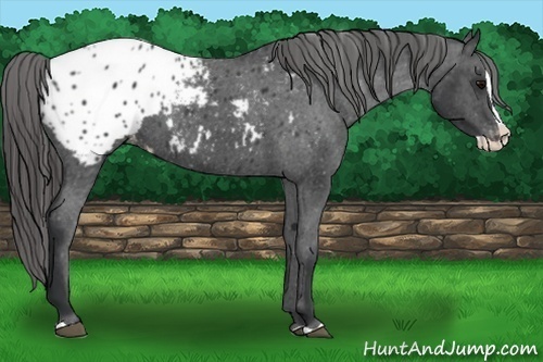 Horse Color:Black Splash Appaloosa 