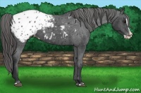 Horse Color:Black Splash Appaloosa 