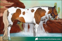 Horse Color:Chocolate Palomino Tobiano 