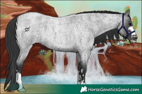 Horse Color:Blue Roan 
