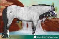 Horse Color:Blue Roan 