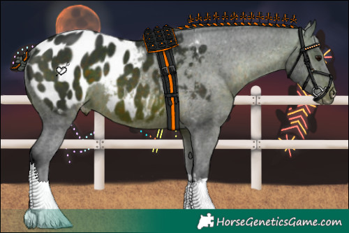 Horse Color:Brown Tobiano Appaloosa Rabicano 