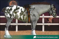 Horse Color:Brown Tobiano Appaloosa Rabicano