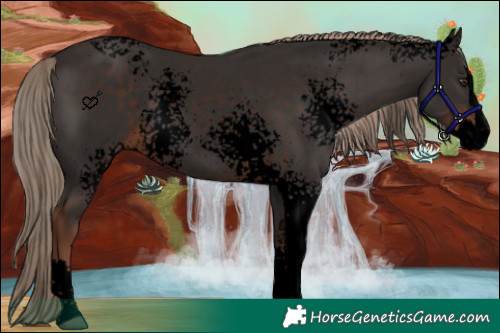 Horse Color:Void White Spotted Liver Chestnut Splash 