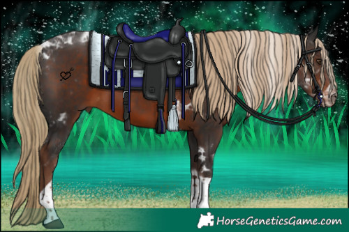 Horse Color:Liver Chestnut Tobiano
