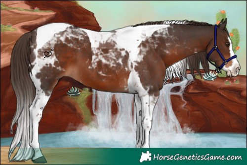 Horse Color:Liver Chestnut Splash Tobiano