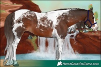 Horse Color:Liver Chestnut Splash Tobiano 