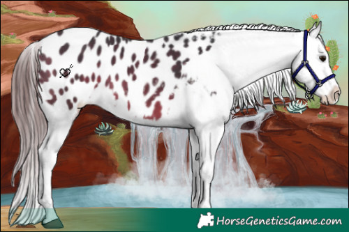 Horse Color:Bay Sabino Appaloosa