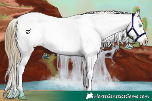 Horse Color:Buckskin Pearl Sabino Varnish Rabicano