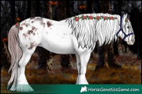 Horse Color:Buckskin Tobiano Frame Appaloosa Rabicano