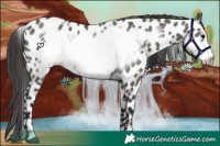 Horse Color:Grullo Frame Appaloosa 