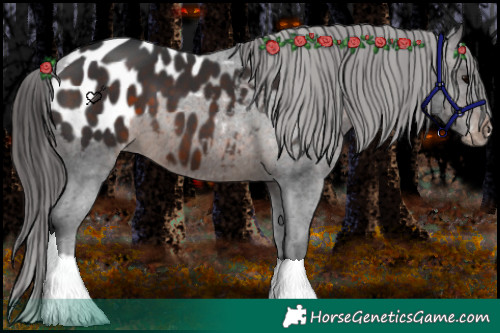 Horse Color:Brown Appaloosa