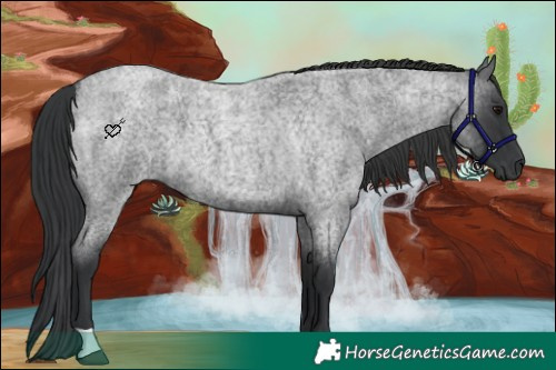 Horse Color:Blue Roan 