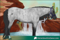 Horse Color:Blue Roan 