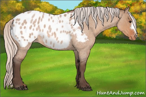 Horse Color:Silver Bay Roan Dun Appaloosa 