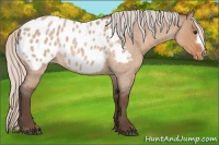 Horse Color:Silver Bay Roan Dun Appaloosa 