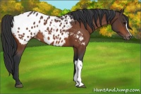 Horse Color:Bay Appaloosa 