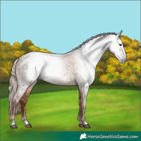 Horse Color:Gray Chestnut 