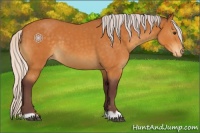 Horse Color:Chocolate Silver Buckskin Appaloosa 