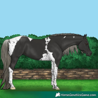 Horse Color:Liver Chestnut Mushroom Tobiano 